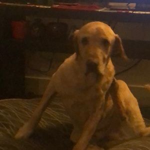 Meet your Posher, Bobbie